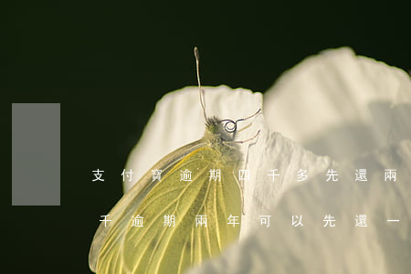支付寶逾期四千多先還兩千可以不(支付寶兩千逾期兩年可以先還一點(diǎn)嗎)