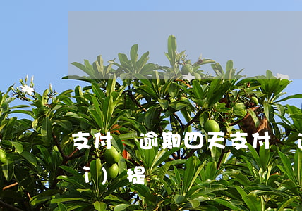 支付寶逾期四天（支付寶逾期4天還會(huì)提額）