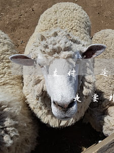 支付寶逾期外訪嗎(支付寶逾期說(shuō)是要外訪)
