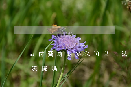 支付寶逾期多久可以上法院(支付寶逾期會上法院嗎)