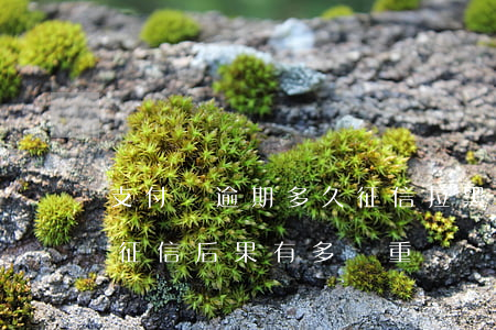 支付寶逾期多久征信拉黑(支付寶逾期多久上征信?后果有多嚴重)