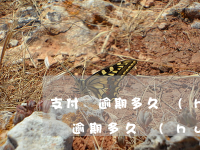 支付寶逾期多久會(huì)一次還清(支付寶逾期多久會(huì)讓一次性還清)