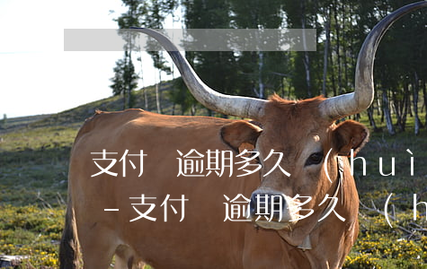 支付寶逾期多久會(huì)收到律師函6-支付寶逾期多久會(huì)收到律師函?