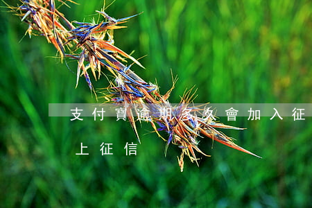 支付寶逾期多久會加入征信(支付寶逾期多久上征信?)
