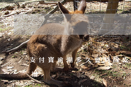 支付寶逾期多久會消除(支付寶逾期了會怎么辦)