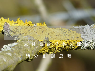 支付寶逾期多久開始罰息(支付寶逾期可以申請停止罰息嗎)