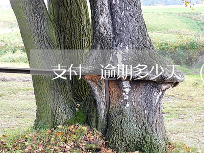 支付寶逾期多少天會(huì)被停用