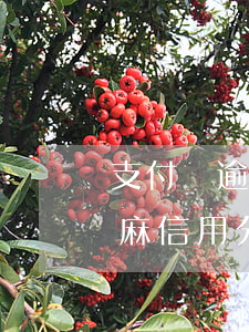 支付寶逾期多少減芝麻分(逾期過的支付寶芝麻信用分還能提高嗎)