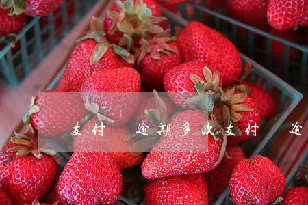 支付寶逾期多次(支付寶逾期多次,上征信嗎)