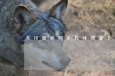 支付寶逾期多長時間會上門