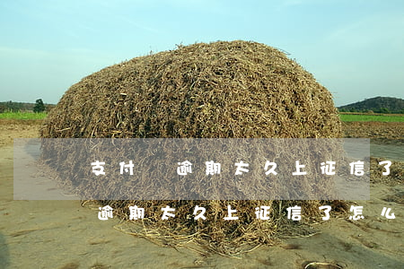 支付寶逾期太久上征信了怎么消除-支付寶逾期太久上征信了怎么消除記錄