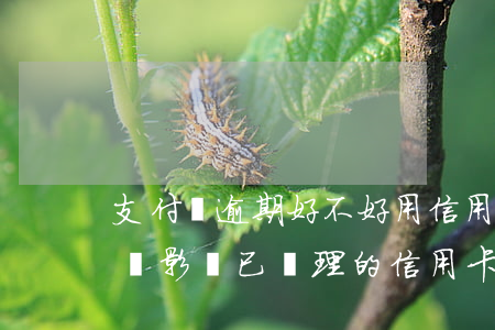 支付寶逾期好不好用信用卡(支付寶逾期會不會影響已辦理的信用卡?)