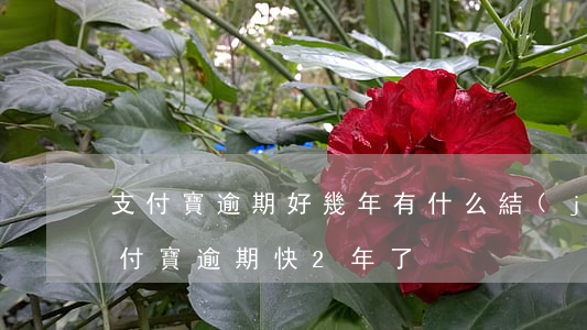 支付寶逾期好幾年有什么結(jié)果(支付寶逾期快2年了)
