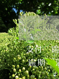 支付寶逾期如何分期還款(來(lái)分期逾期還清了支付寶還顯示逾期怎么辦)