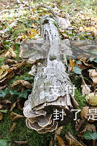 支付寶逾期客服說封存是什么意思-支付寶封了是怎么回事