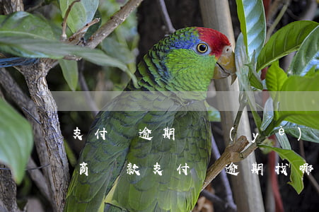 支付寶逾期專業(yè)人員協(xié)商還款(支付寶逾期找哪個(gè)部門協(xié)商)