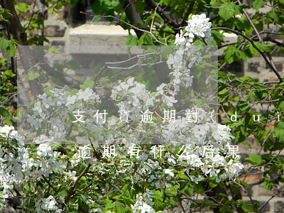支付寶逾期對(duì)生活的影響(支付寶逾期有什么后果)