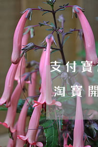 支付寶逾期對(duì)開淘寶店有影響嗎（淘寶開店認(rèn)證逾期會(huì)怎么樣）