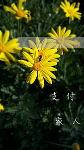 支付寶逾期對兒女有影響(支付寶逾期會影響家人嗎)