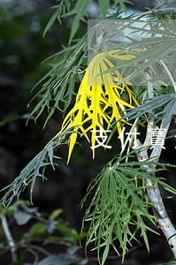 支付寶逾期對公轉(zhuǎn)賬