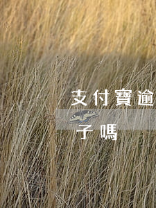 支付寶逾期對小孩影響(支付寶逾期影響一輩子嗎)