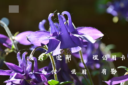 支付寶逾期對辦理信用卡(信用卡逾期好幾年對支付寶使用還有影響嗎)