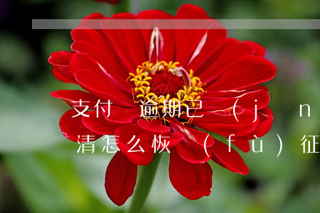 支付寶逾期已經(jīng)結(jié)清怎么恢復(fù)征信-支付寶逾期已經(jīng)結(jié)清怎么恢復(fù)征信記錄