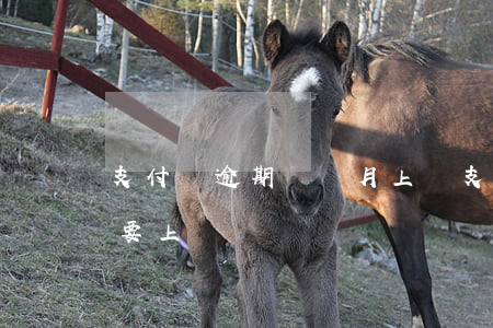 支付寶逾期幾個月上門(支付寶逾期一個月說要上門)