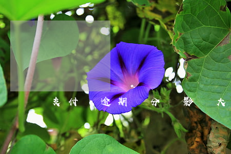 支付寶逾期幾分鐘影響大嗎