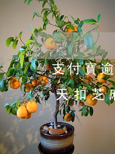 支付寶逾期幾天扣芝麻分-支付寶逾期10天扣芝麻分了,還了還會是原來的額度嗎