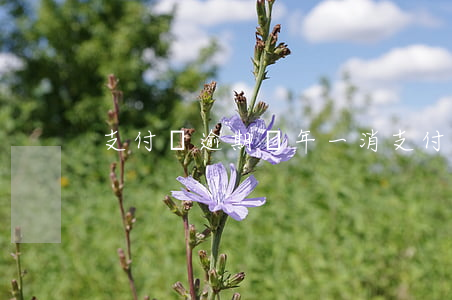 支付寶逾期幾年一消(支付寶逾期1年)