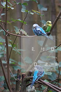 支付寶逾期幾年了能坐飛機(jī)么(支付寶逾期三年還能坐飛機(jī)嗎)