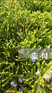 支付寶逾期幾次成黑戶(支付寶不還會黑戶嗎)