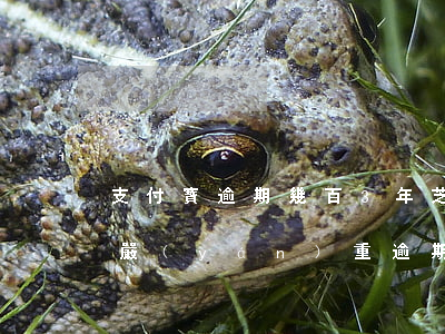 支付寶逾期幾百3年芝麻分還有嗎-支付寶嚴(yán)重逾期3年