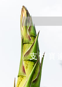 支付寶逾期幾百三個月
