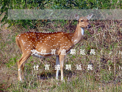 支付寶逾期延長(zhǎng)還款成功 支付寶逾期延長(zhǎng)還款成功