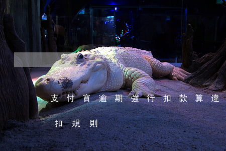 支付寶逾期強行扣款算違法嗎（支付寶逾期秒扣規則）