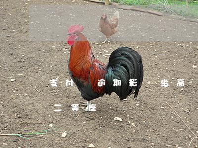 支付寶逾期影響坐高鐵（支付寶逾期能坐高鐵二等座嗎）
