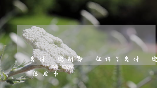 支付寶逾期影響征信了(支付寶逾期會影響到信用卡嗎)