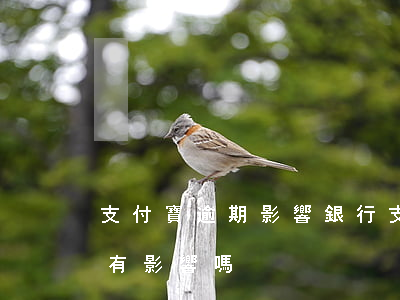 支付寶逾期影響銀行(支付寶逾期在銀行貸款有影響嗎)