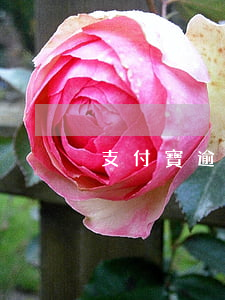 支付寶逾期待還圖片(支付寶逾期停用圖片)