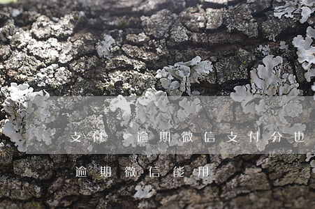 支付寶逾期微信支付分也不會漲嗎-支付寶逾期微信能用嗎