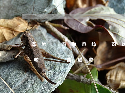 支付寶逾期微粒貸可以借嗎（支付寶逾期了微粒貸還能借款）