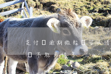 支付寶逾期微粒貸可以借嗎（支付寶逾期微粒貸不能再借了）