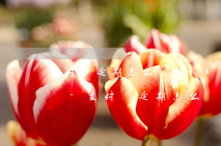 支付寶逾期怎么辦會(huì)有什么后果嗎-支付寶逾期怎么辦會(huì)有什么后果嗎知乎