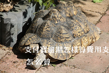 支付寶逾期怎樣算費用(支付寶花唄逾期費用怎么算)