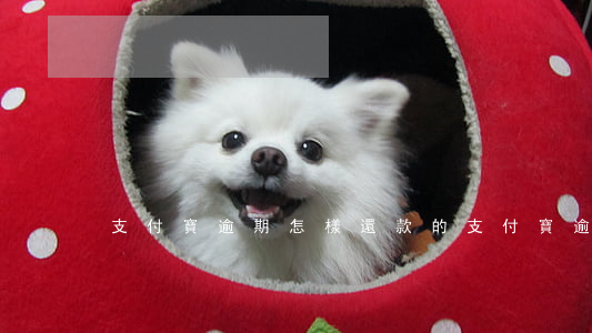支付寶逾期怎樣還款的（支付寶逾期怎樣還款）