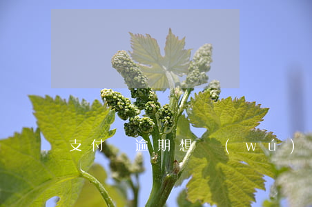 支付寶逾期想無(wú)息分期