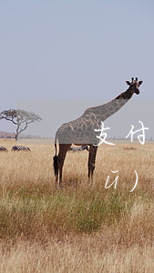 支付寶逾期扣了信用分會(huì)補(bǔ)回來(lái)嘛-支付寶逾期幾天扣多少信譽(yù)度