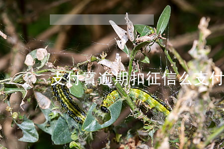 支付寶逾期扣征信么(支付寶逾期影響征信不)